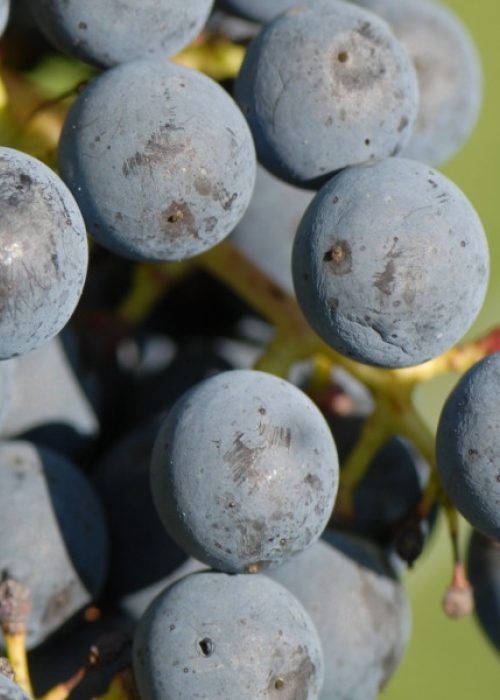 Cabernet Sauvignon ANT 1832